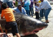 6m 초대형 백상어, 무게 1톤짜리 상어 어망에 걸려