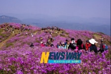 국내 최대 철쭉군락지, 합천 황매산 철쭉제 5월 12일부터 25일까지