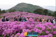 정남진 장흥 제암산서 철쭉의 향연 펼쳐진다
