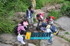 하동 화개초교, 화개동천 그린 리서치 활동 실시