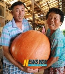 [NW포토]함양 자이언트 호박이에요!