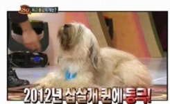 최고 몸값 개 등장, `2012 삽살개 퀸 등극