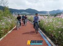 영산강변 자전거 도로에 코스모스 만발