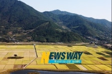 [NW포토]황금물결 넘실거리는 하동 평사리 들판