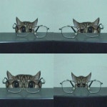 고양이의 안경 탐험에 숨겨진 비밀…호기심 많은 귀여운 고양이 눈길