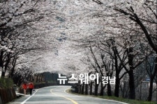 하동 십리벚꽃길 ‘한국관광 100선’ 당당 8위
