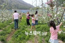 거창사과테마파크 체험장 사과나무 분양