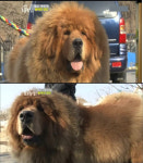 동물농장 28억원 중국견 장오, 럭셔리 호화 생활 개팔자 상팔자