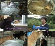 동물농장 황구사건 극복이, 곰순이에 관심