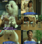 동물농장, 집안일도 척척 천재견 로또 시키면 뭐든지 한다