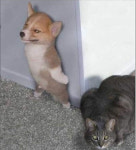 내 찾고야 말 테다, 첩보작전 방불케 하는 개-고양이 추격전 폭소