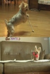 동물농장 산만犬 또또의 집착..알고보니 주인 칭찬이 문제