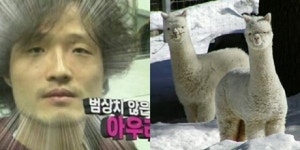 조정치, 알파카 닮은꼴 인정 분하지만 닮았네요..