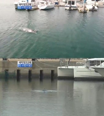 새끼 밍크고래 발견, 부산 수영만 요트 경기장에 깜짝 등장