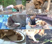 식탐犬 등장, 음식쓰레기부터 매운고추까지 상상초월(동물농장)