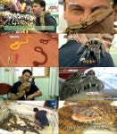 파충류 아저씨 등장, 악어+거미+이구아나+뱀과 동거 깜짝(동물농장)