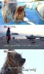 바다犬 사랑이, 주인 향한 끝없는 의리 뭉클
