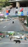 건널목 건너는 곰, 상점 나타났다 산속으로 “별일이네”
