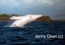 흰고래 미갈루 포착, 아마추어 사진작가가 촬영 ‘계탔네’