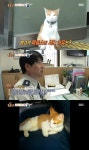 파출소고양이 망고, 경찰관 주인과 동거하는 속사정 ‘훈훈’ (동물농장)
