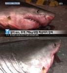 부산 4m 백상아리 포획 '계절에 상관없이 식인상어 출몰'