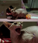 스핑크스 고양이, 외계인 닮은 독특한 외모 눈길