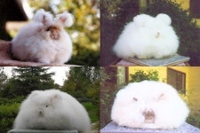 거대 털 뭉치 토끼, 몽실몽실 귀여운 외모 인기