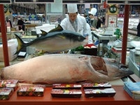 3월7일은 삼치·참치데이…대형마트 할인행사 풍성