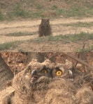 ‘TV동물농장’ 반전의 수리부엉이, 천연기념물 실종 왜?