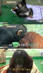 동물농장 침팬지 관순이 재등장, 오랑우탄 보남이와 티격태격