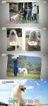 님과 함께 지상렬 반려견 상돈이, 알고보니 1박2일 상근이 아들 꼭 닮았네