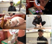 길고양이 승환이, 고양이 맞아? 손빵앉아까지 애교 개인기 눈길 (TV동물농장)