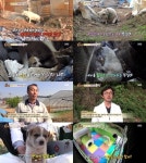 하나 남은 새끼 지키고자 수로 육아 택한 복실이의 애끓는 모정 (TV동물농장)