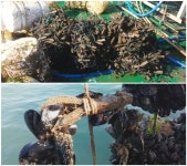 먹거리X파일 지중해담치 양식에 폐타이어 이용 안전할까?