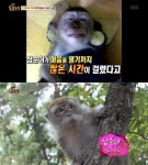 동물농장 측, 삼순이 유기논란 해명 멸종위기에 개인사육 불가능 (전문)