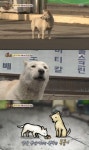 ‘TV동물농장’ 짝 찾아 헤매는 백구의 안타까운 사연