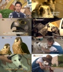 [TV온에어] 동물농장 송골매ㆍ보더콜리 삐삐, 특별한 동물의 성장기