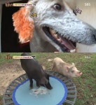 ‘동물농장’ 분리불안 다니엘-집에 들어앉은 야생 흑돼지 사연