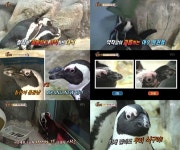 [TV온에어] 동물농장 왕따 당하는 펭귄 랄라, 부리 성형→사랑으로 극복