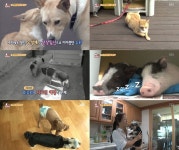 [TV온에어] ‘TV 동물농장’ 나비와 누리의 가슴 찡한 사연