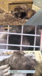 동물농장 야생 너구리가 민가를 찾은 이유