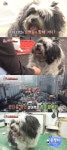 [TV온에어] 동물농장 부산 황제거지견 동철이의 한끼줍쇼 투어 이유 