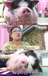 [TV온에어] TV 동물농장 87kg 미니돼지 피오나의 다이어트 일기