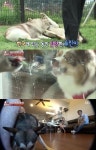 동물농장 두 대형견이 피 튀기게 싸운 이유 [TV온에어]