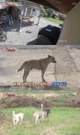 동물농장 아산 개 습격 사건, 잔인한 사냥 습성 지닌 들개 세 마리 [TV온에어]