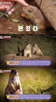 동물농장 프레리도그, 주민 사랑 듬뿍 받고 동물원 귀환