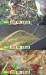 ‘생방송 투데이’ 산야초 백숙 고수뎐 맛집