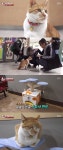 동물농장 공주대학교 명물, 마이웨이 고양이