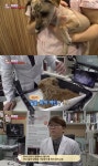 ‘TV동물농장’ 가출했다 돌아온 초코, 완전 달라진 모습 