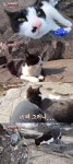 동물농장 거제 북병산 고양이, 등산객 안내하는 친화력甲 양이 [종합]